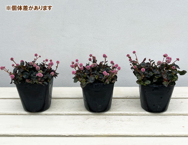 ポリゴナム：ビクトリーカーペット3.5号ポット