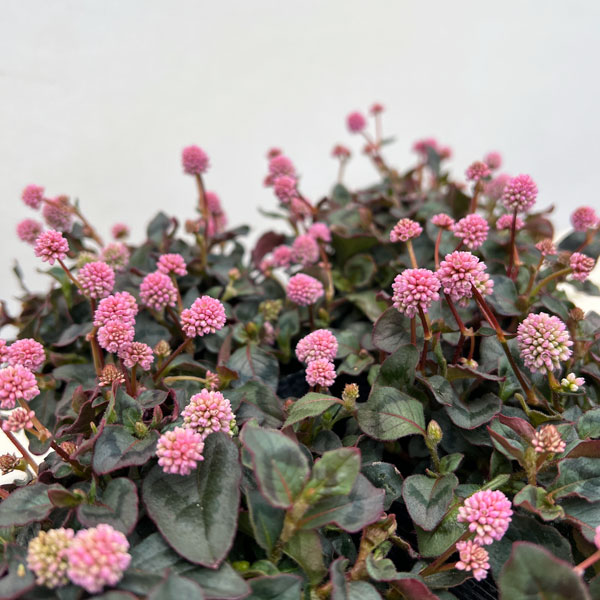 ポリゴナム：ビクトリーカーペット3.5号ポット