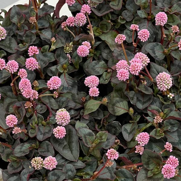 ポリゴナム：ビクトリーカーペット3.5号ポット