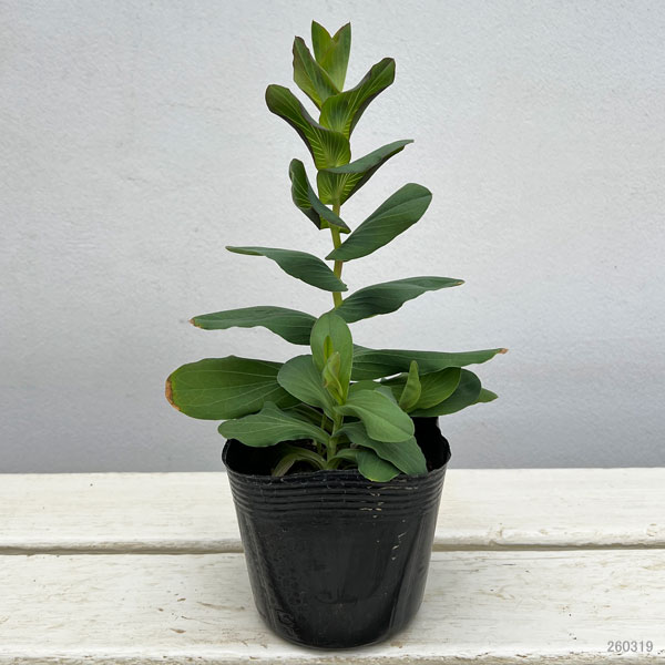 ブプレウルム3.5号ポット