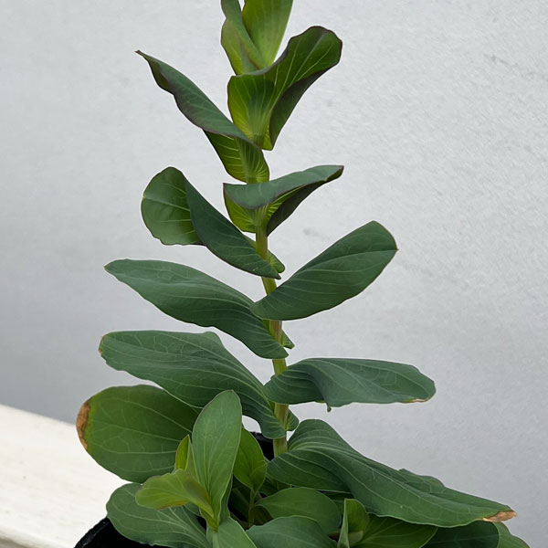 ブプレウルム3.5号ポット