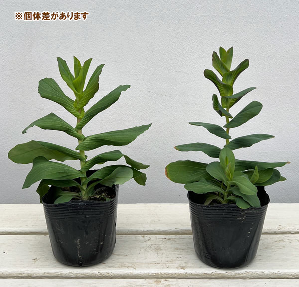 ブプレウルム3.5号ポット