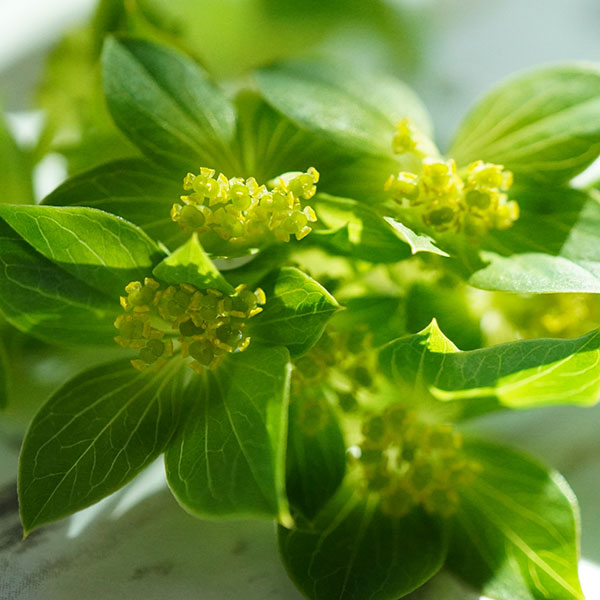 ブプレウルム3.5号ポット