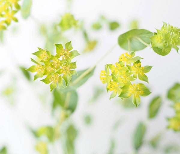 ブプレウルム3.5号ポット