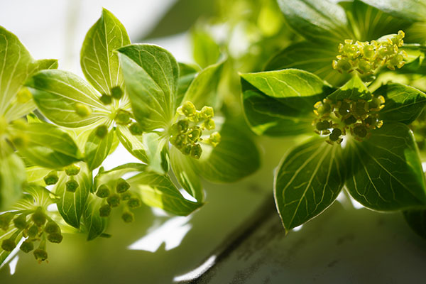 ブプレウルム3.5号ポット