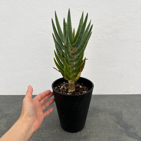 アロエ：ディコトマ5号ポット*