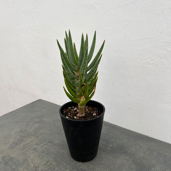 アロエ：ディコトマ5号ポット*