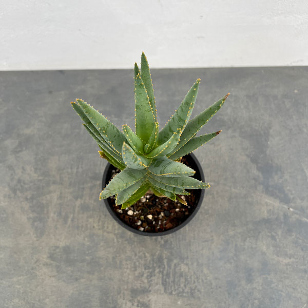アロエ：ディコトマ5号ポット*