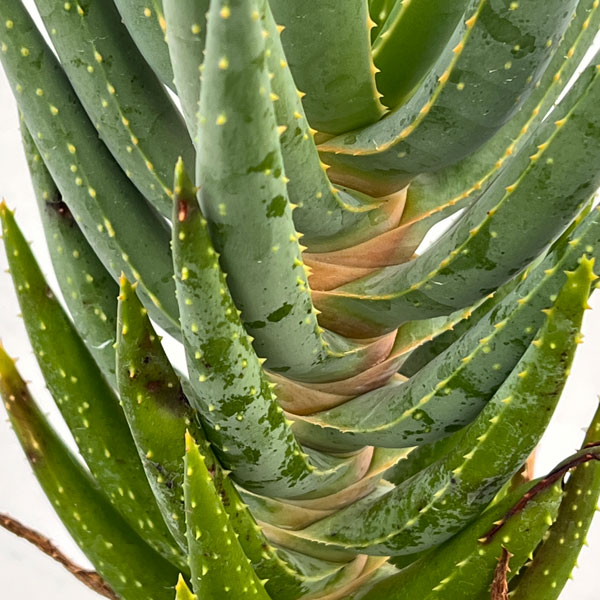 アロエ：ディコトマ5号ポット*