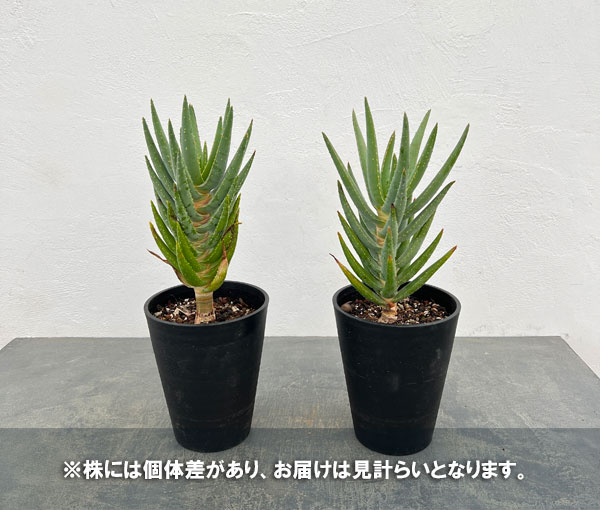 アロエ：ディコトマ5号ポット*