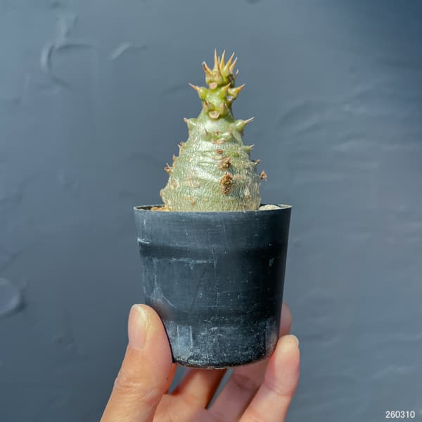 パキポディウム:ウィンゾリー(実生) 2号鉢植え26-07