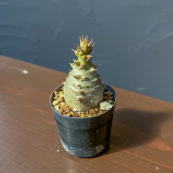 パキポディウム:ウィンゾリー(実生) 2号鉢植え26-07