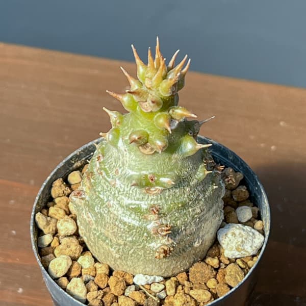 パキポディウム:ウィンゾリー(実生) 2号鉢植え26-07