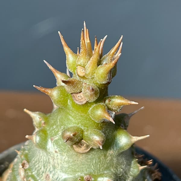 パキポディウム:ウィンゾリー(実生) 2号鉢植え26-07