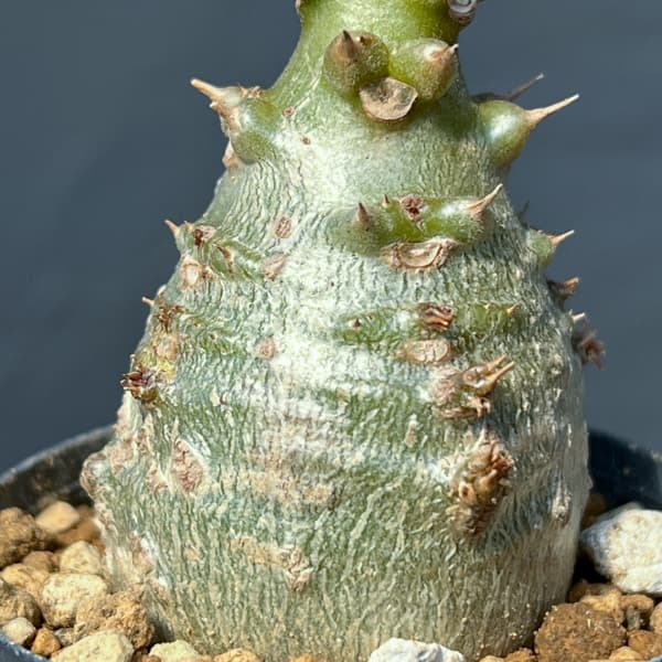 パキポディウム:ウィンゾリー(実生) 2号鉢植え26-07