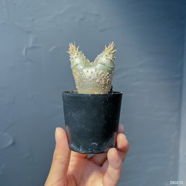 パキポディウム：ウィンゾリー（実生・ダブルヘッド） 2号鉢植え26-08