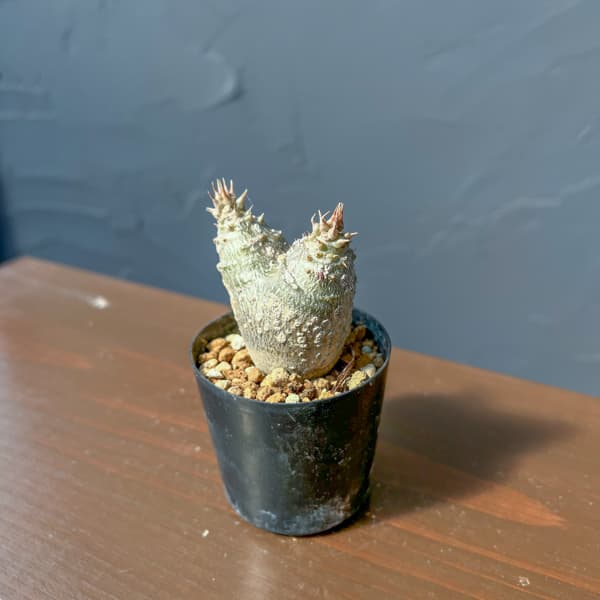 パキポディウム：ウィンゾリー（実生・ダブルヘッド） 2号鉢植え26-08