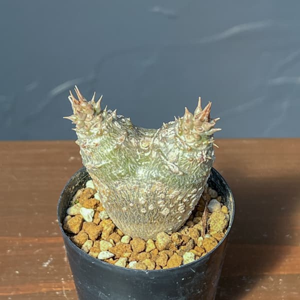 パキポディウム：ウィンゾリー（実生・ダブルヘッド） 2号鉢植え26-08