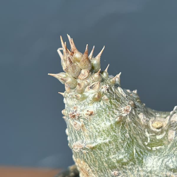 パキポディウム：ウィンゾリー（実生・ダブルヘッド） 2号鉢植え26-08