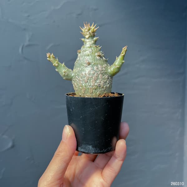 パキポディウム：ウィンゾリー（実生） 2号鉢植え26-09