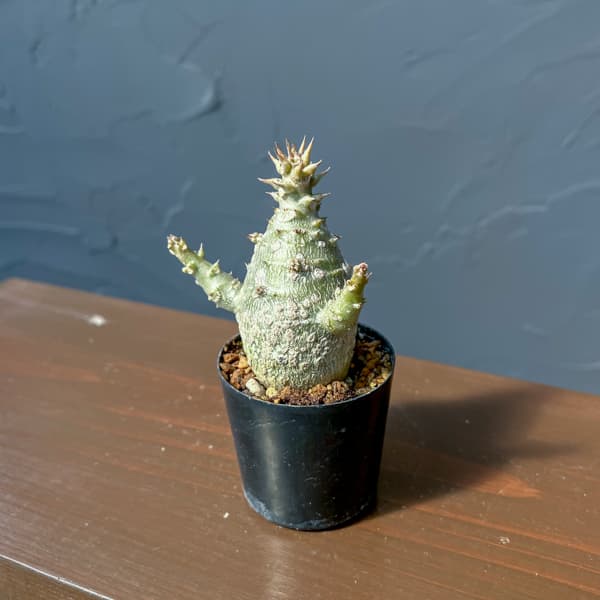 パキポディウム：ウィンゾリー（実生） 2号鉢植え26-09