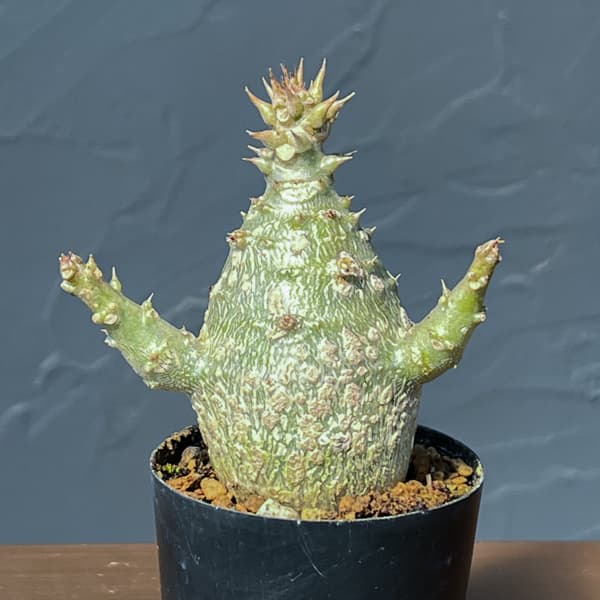 パキポディウム：ウィンゾリー（実生） 2号鉢植え26-09