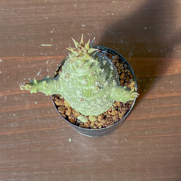 パキポディウム：ウィンゾリー（実生） 2号鉢植え26-09