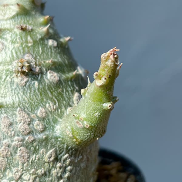 パキポディウム：ウィンゾリー（実生） 2号鉢植え26-09