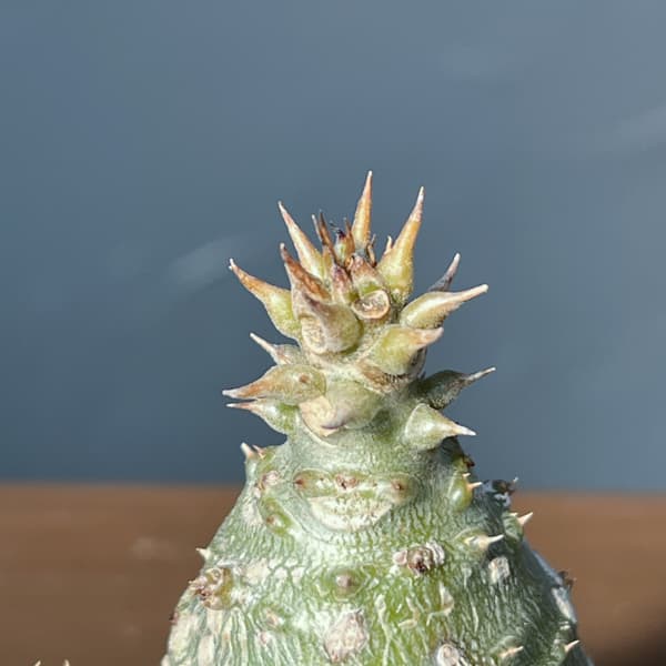 パキポディウム：ウィンゾリー（実生） 2号鉢植え26-09