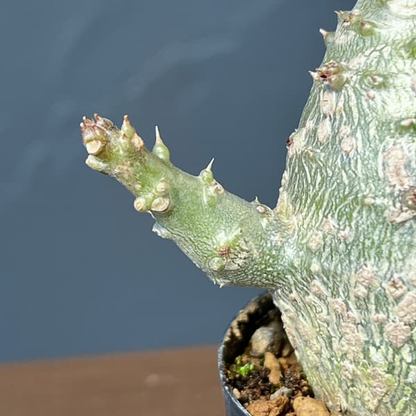 パキポディウム：ウィンゾリー（実生） 2号鉢植え26-09