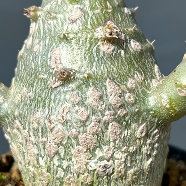 パキポディウム：ウィンゾリー（実生） 2号鉢植え26-09