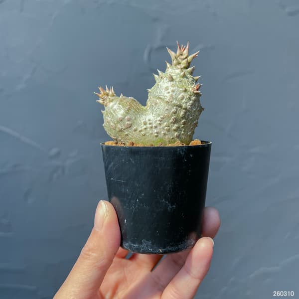 パキポディウム：ウィンゾリー（実生） 2号鉢植え26-10