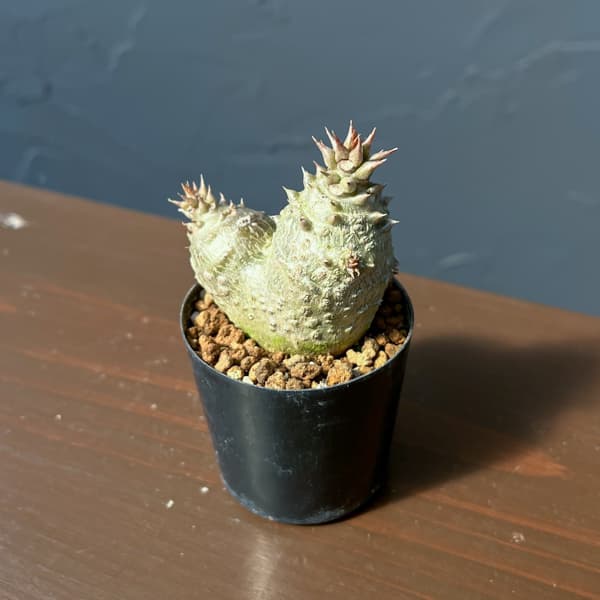 パキポディウム：ウィンゾリー（実生） 2号鉢植え26-10