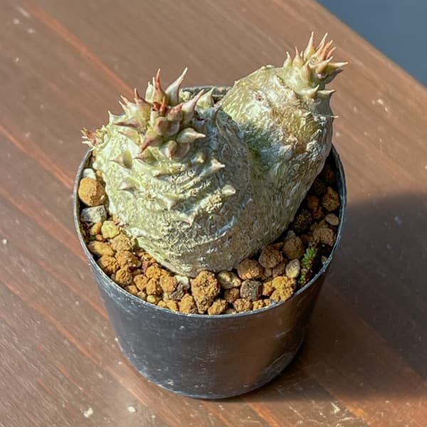 パキポディウム：ウィンゾリー（実生） 2号鉢植え26-10