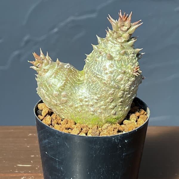 パキポディウム：ウィンゾリー（実生） 2号鉢植え26-10