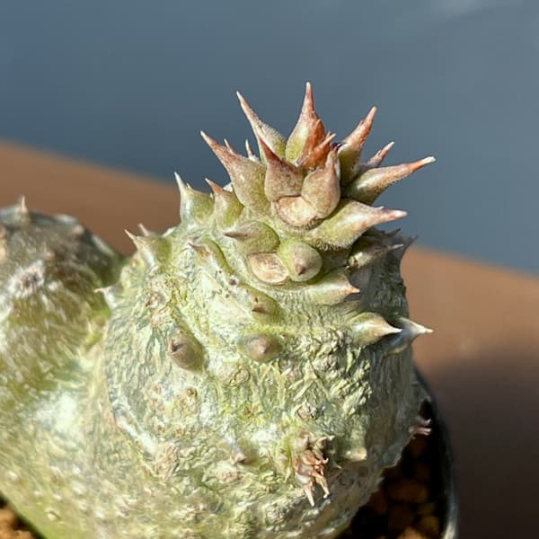 パキポディウム：ウィンゾリー（実生） 2号鉢植え26-10