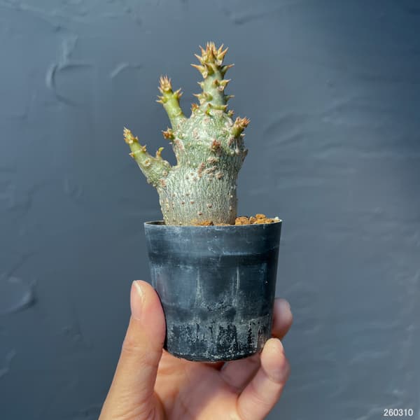 パキポディウム：ウィンゾリー（実生） 2号鉢植え26-11