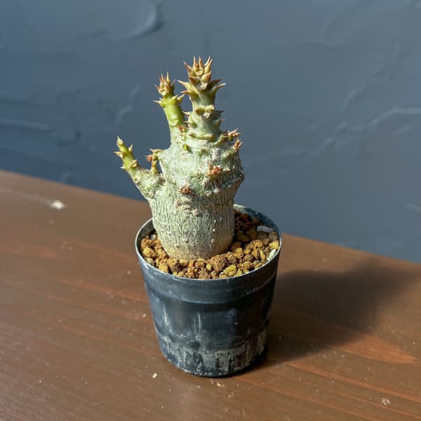 パキポディウム：ウィンゾリー（実生） 2号鉢植え26-11