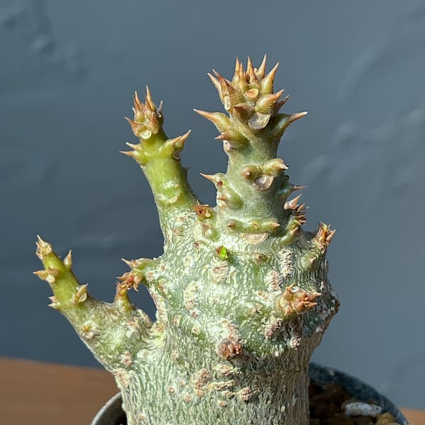 パキポディウム：ウィンゾリー（実生） 2号鉢植え26-11