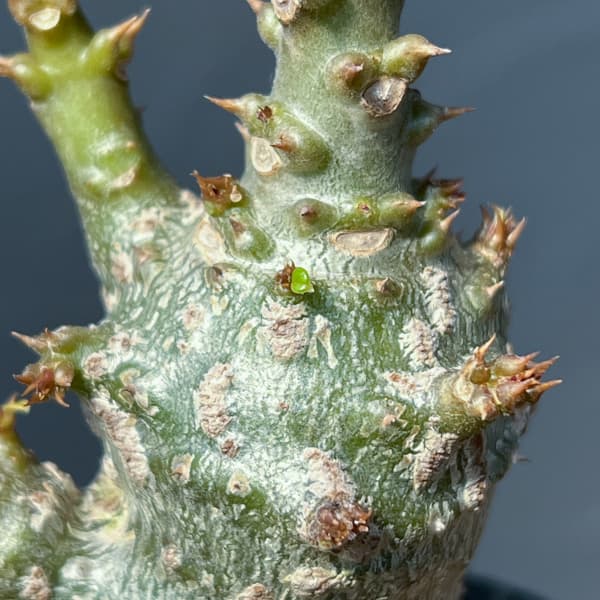 パキポディウム：ウィンゾリー（実生） 2号鉢植え26-11