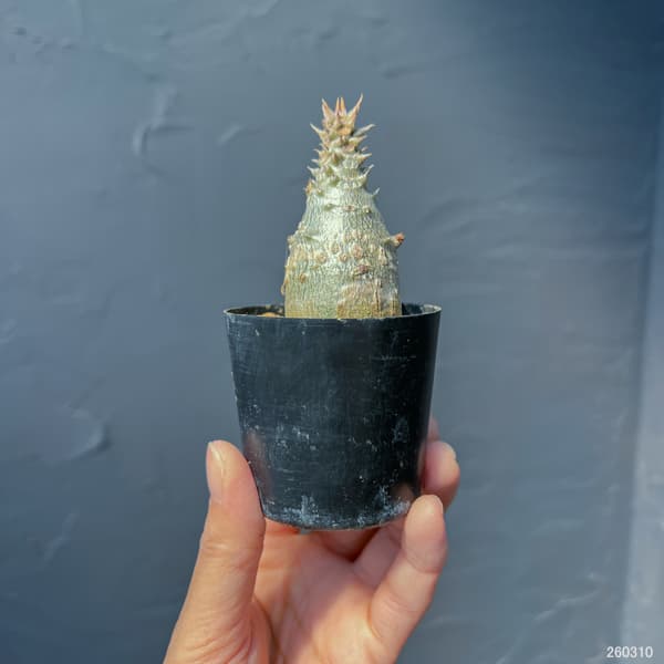 パキポディウム：ウィンゾリー（実生） 2号鉢植え26-12