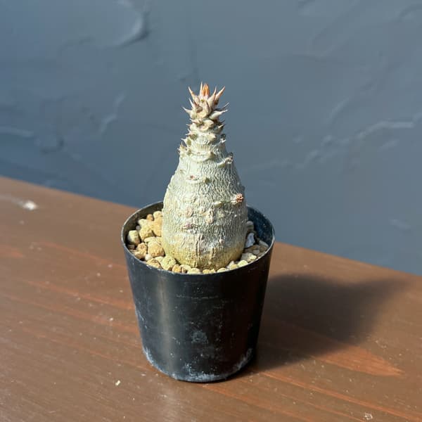 パキポディウム：ウィンゾリー（実生） 2号鉢植え26-12