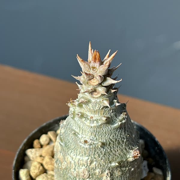 パキポディウム：ウィンゾリー（実生） 2号鉢植え26-12