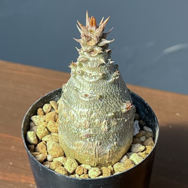 パキポディウム：ウィンゾリー（実生） 2号鉢植え26-12