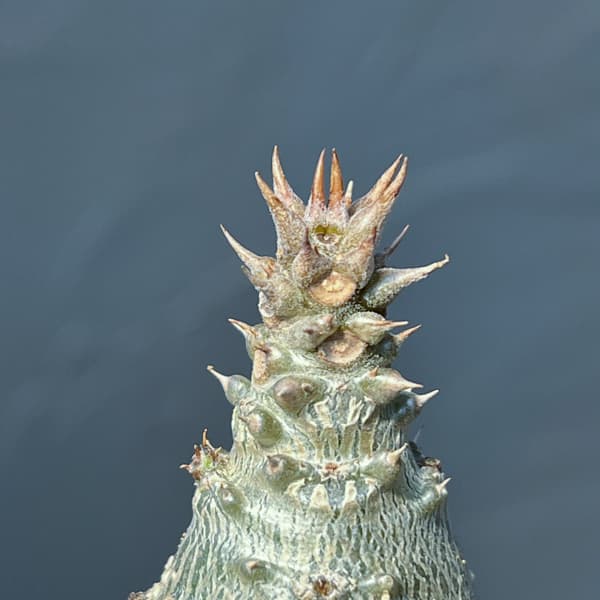 パキポディウム：ウィンゾリー（実生） 2号鉢植え26-12