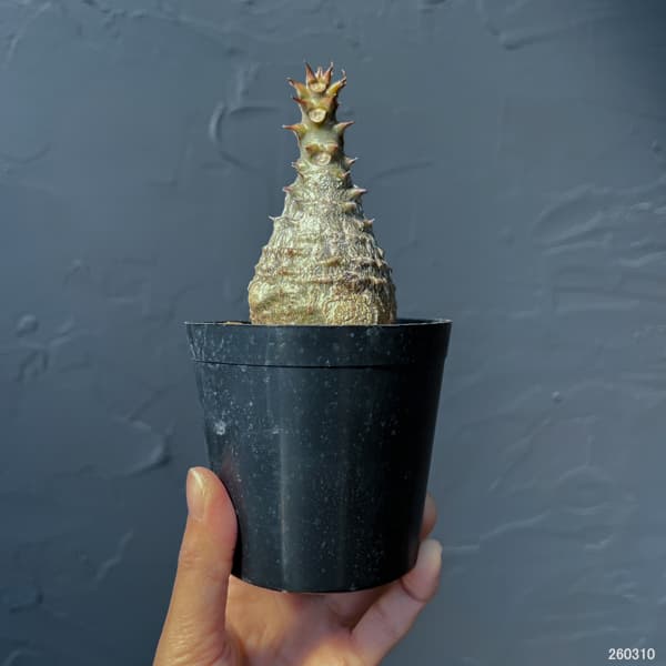 パキポディウム：ウィンゾリー（実生） 3号鉢植え26-01