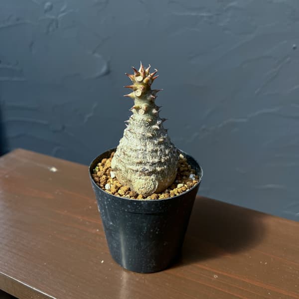 パキポディウム：ウィンゾリー（実生） 3号鉢植え26-01