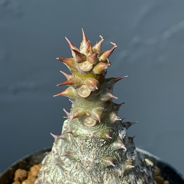 パキポディウム：ウィンゾリー（実生） 3号鉢植え26-01