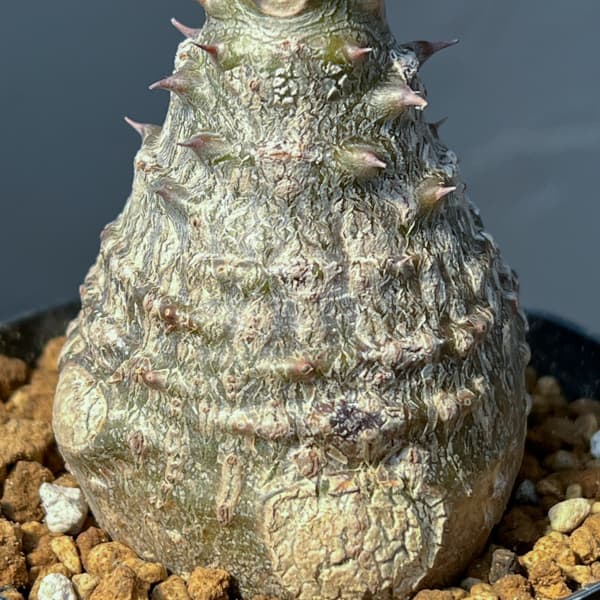 パキポディウム：ウィンゾリー（実生） 3号鉢植え26-01