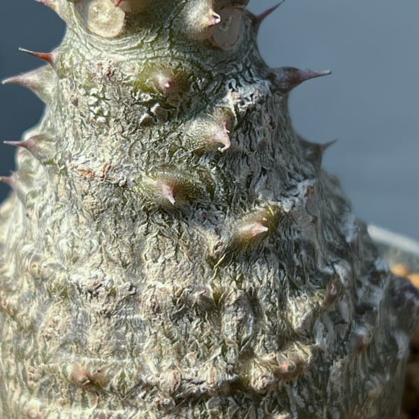 パキポディウム：ウィンゾリー（実生） 3号鉢植え26-01